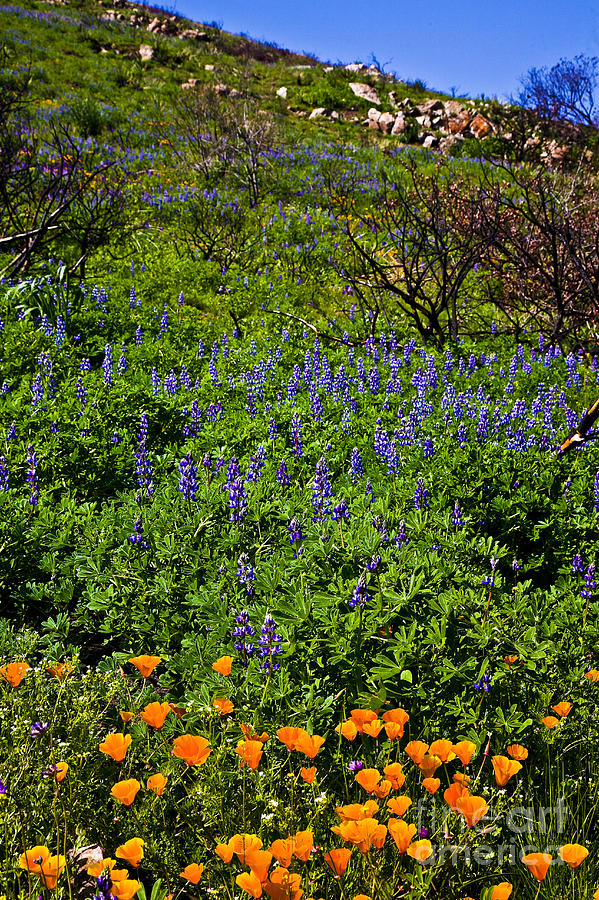 California Photograph - Poppies Before Lupines by Greg Clure California Photograph - Poppies Before Lupines by Greg Clure