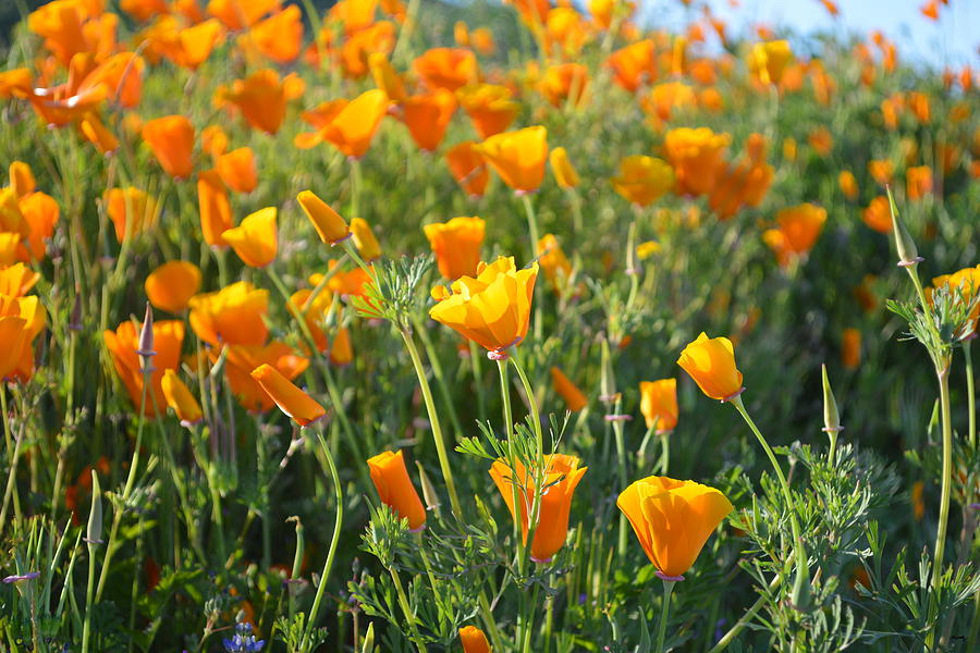 Poppies Blooming Photograph by Glenn McCarthy Art and Photography