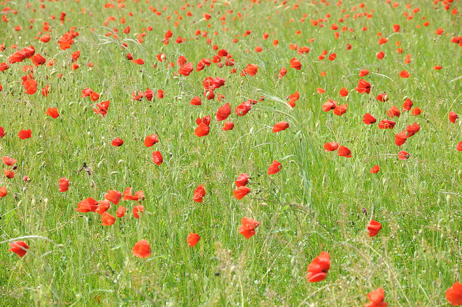 Poppies blowing in the wind Photograph by Ken Day Fine Art America