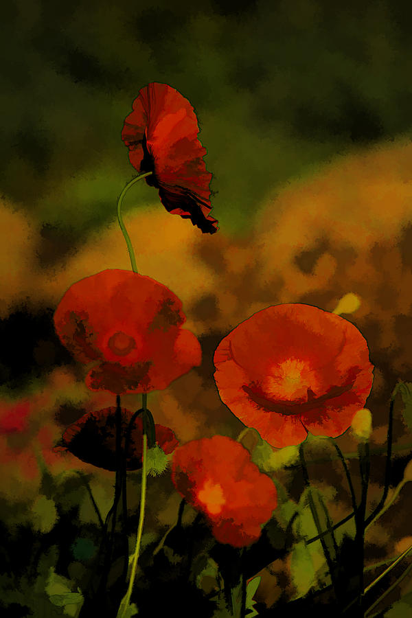 Poppies Photograph by Bonnie Bruno