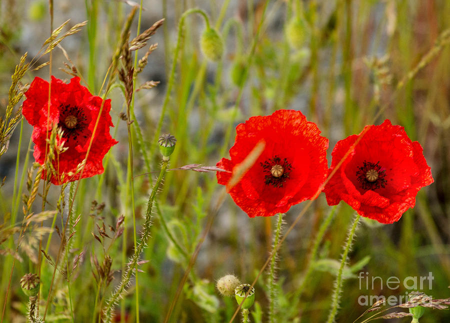 Poppies Photograph by Chris Horsnell