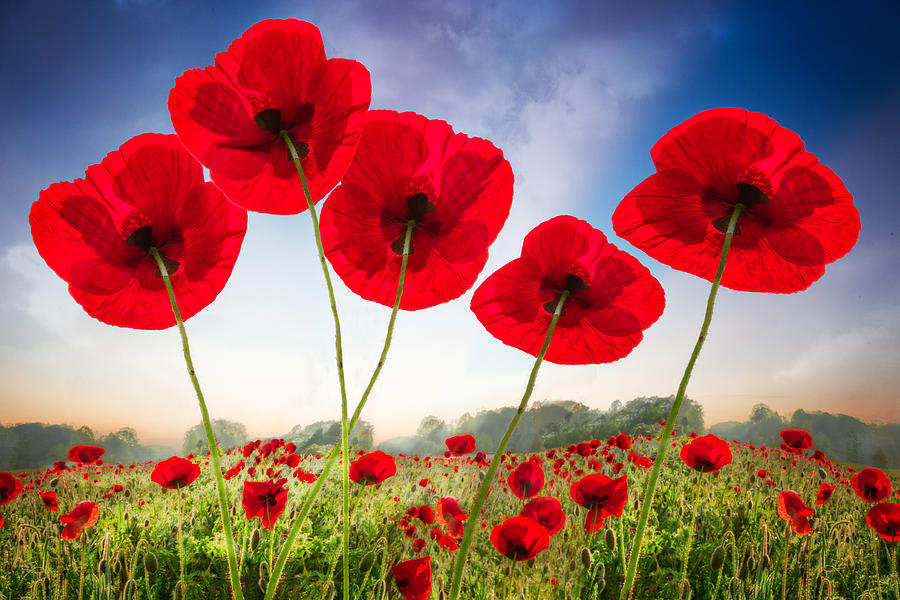 Poppies Dance Photograph by Debra and Dave Vanderlaan - Fine Art America