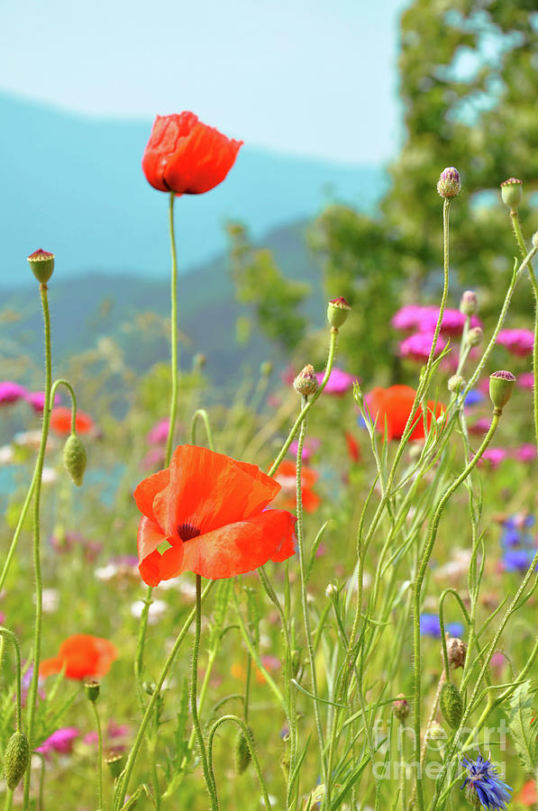 Poppy Photograph - Poppies by Delphimages Photo Creations