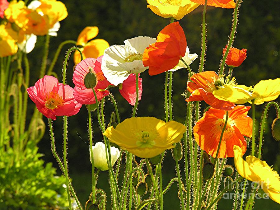 Poppies Photograph by Diane Lesser