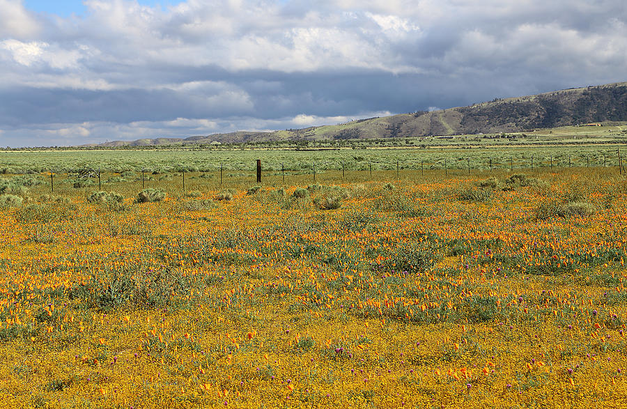 Poppies Field In Antelope Valley Photograph by Viktor Savchenko