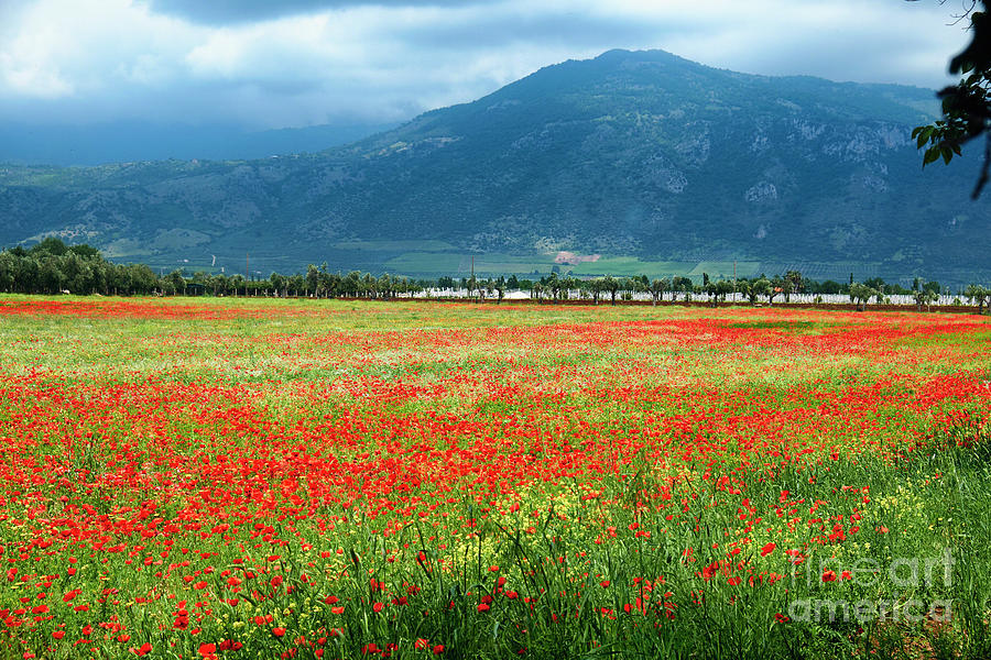 Poppies Filled Meadow Photograph by George Oze