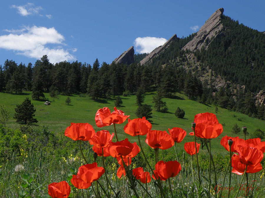 Poppies Flatirons Photograph by George Tuffy