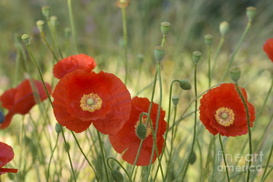 Poppies Flowering Photograph by Inga Spence