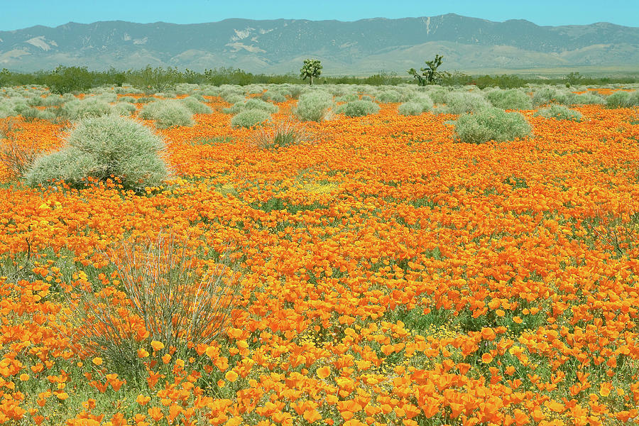Poppies for Ever - Poppy Fields Mojave Desert California Photograph by Ram Vasudev
