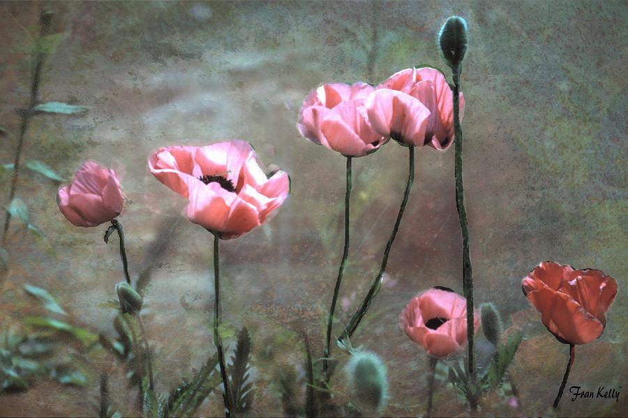 Poppy Photograph - Poppies by Fran Kelly