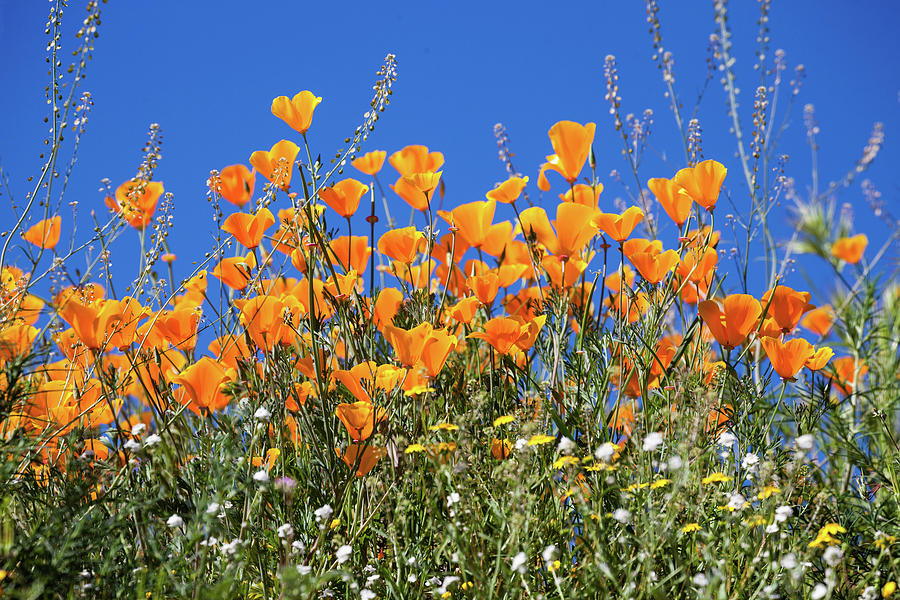 Poppies from below Photograph by Cliff Wassmann