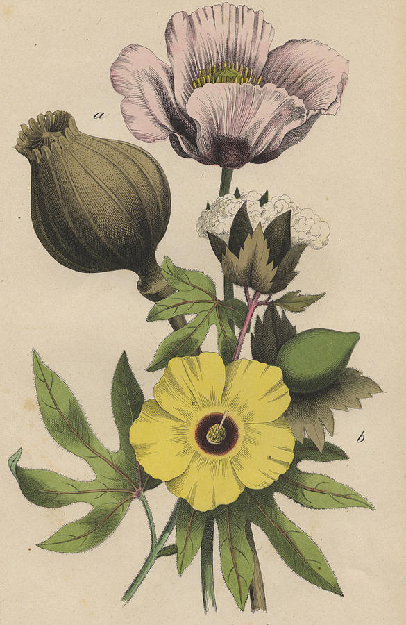 poppy botanical illustration