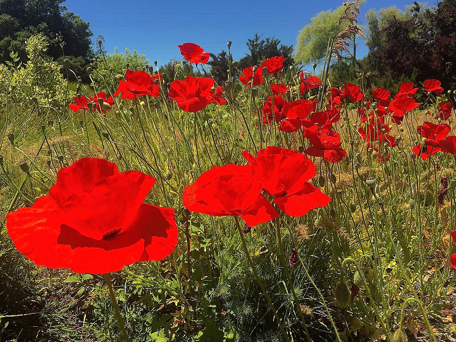 Poppies Photograph by Gillis Cone
