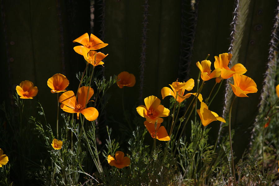 Poppies Photograph by Grant Washburn