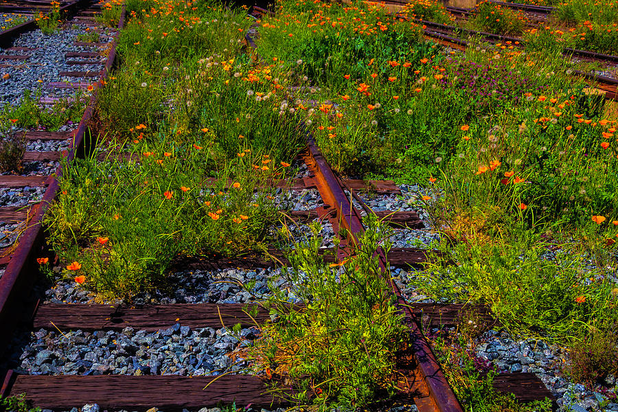 Poppies Growing Among The Rails Photograph by Garry Gay