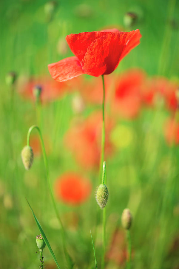 Poppies 3 Photograph by Giovanni Allievi