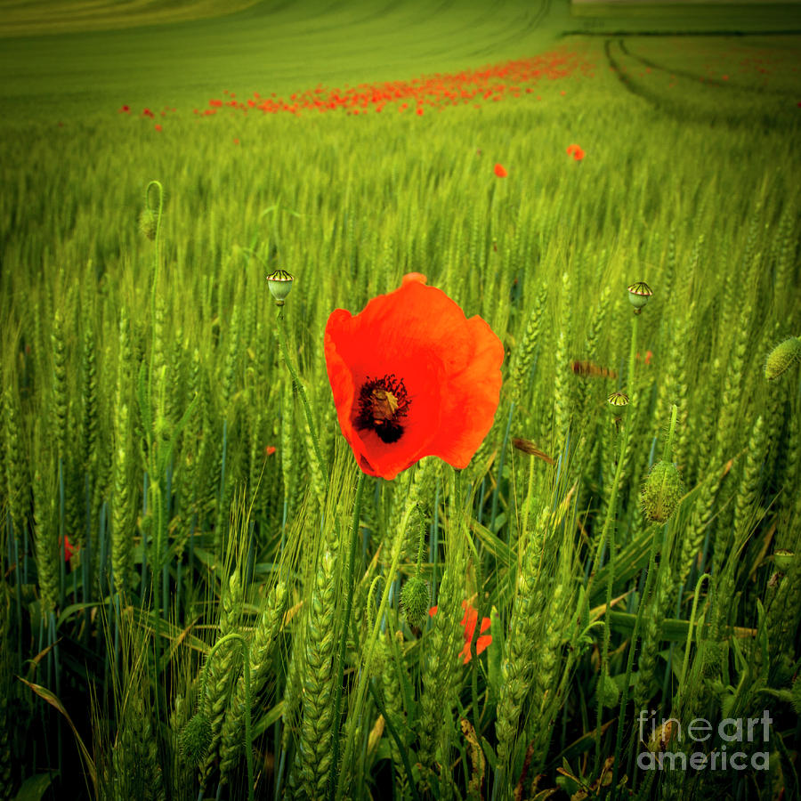 Flower Photograph - Poppies in a field of wheat. Auvergne. France by Bernard Jaubert
