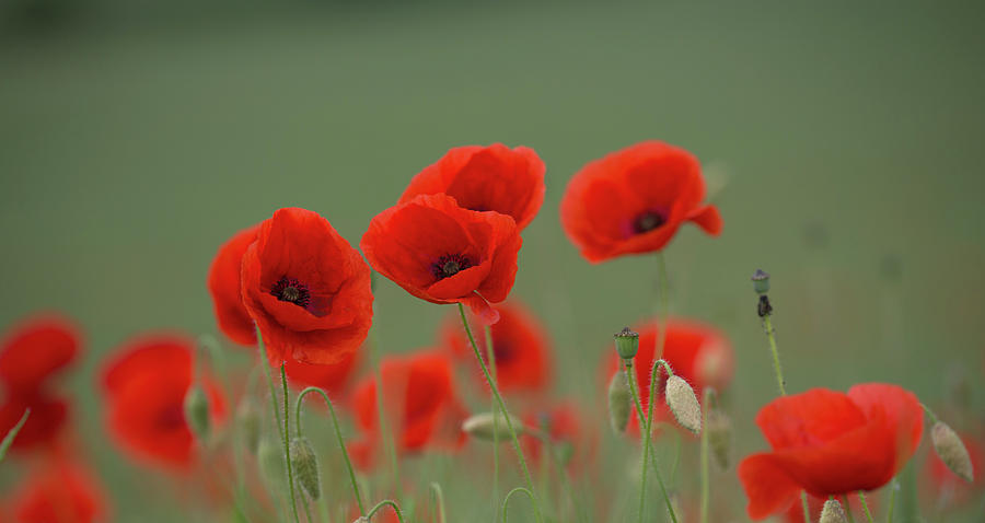 Poppies In A Meadow Photograph by Pete Walkden