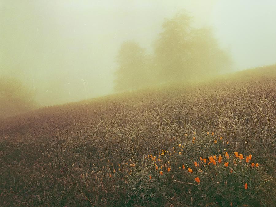 Poppies in a Misty Field Digital Art by Kevyn Bashore