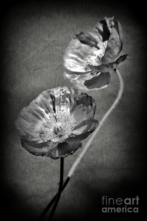 Poppies in Black and White Photograph by Kelly Nowak
