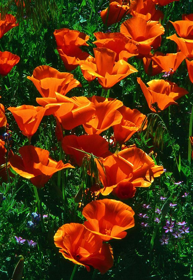 Poppies in bloom Photograph by Gary Brandes