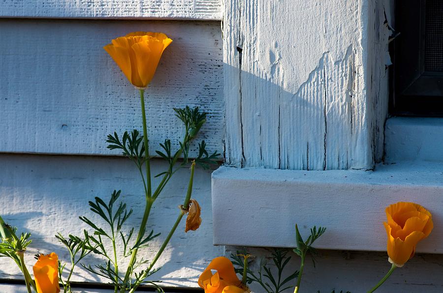 Poppies in Evening Light Photograph by Teresa Herlinger