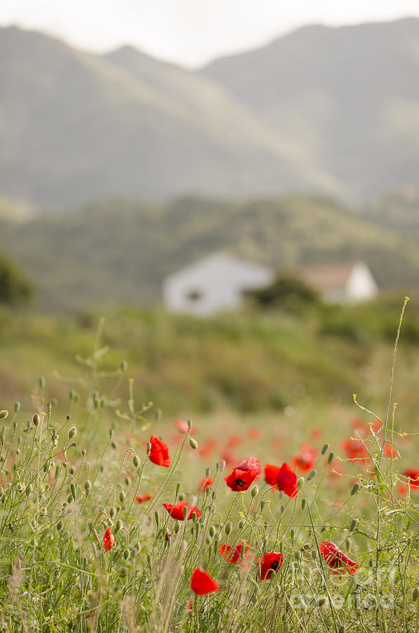 Poppies in field in spring Photograph by Perry Van Munster