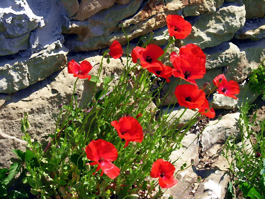 Flower Photograph - Poppies in Fiesole by Jacqueline M Lewis