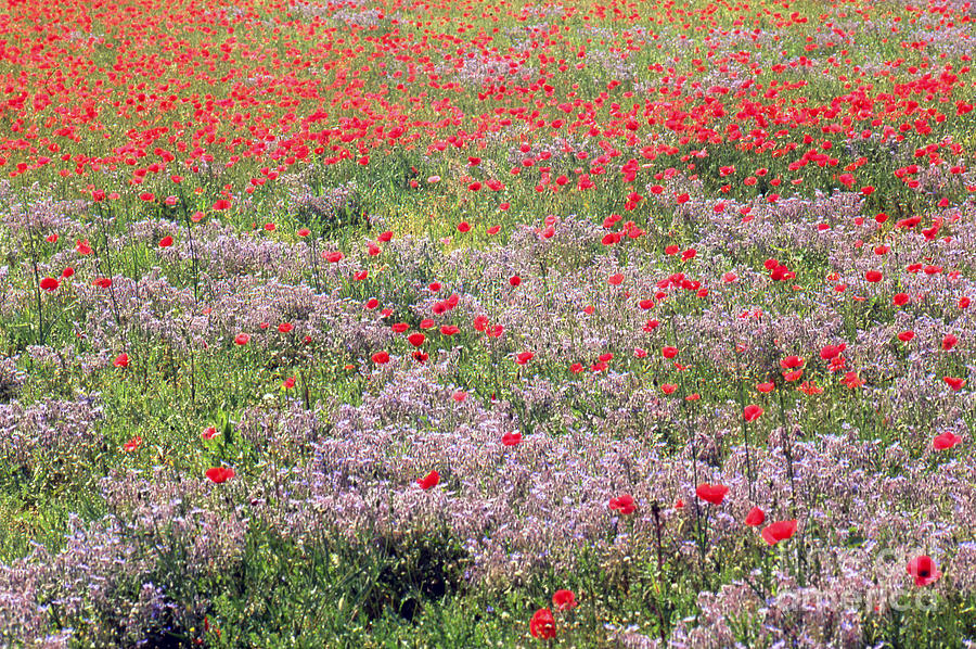 Poppies in Provence Photograph by Erik Falkensteen
