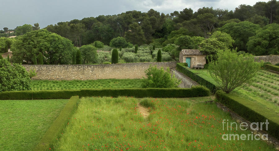 Vincent Van Gogh Photograph - Poppies in Provence -- Saint Paul de Mausole Monastery by Matt Tilghman