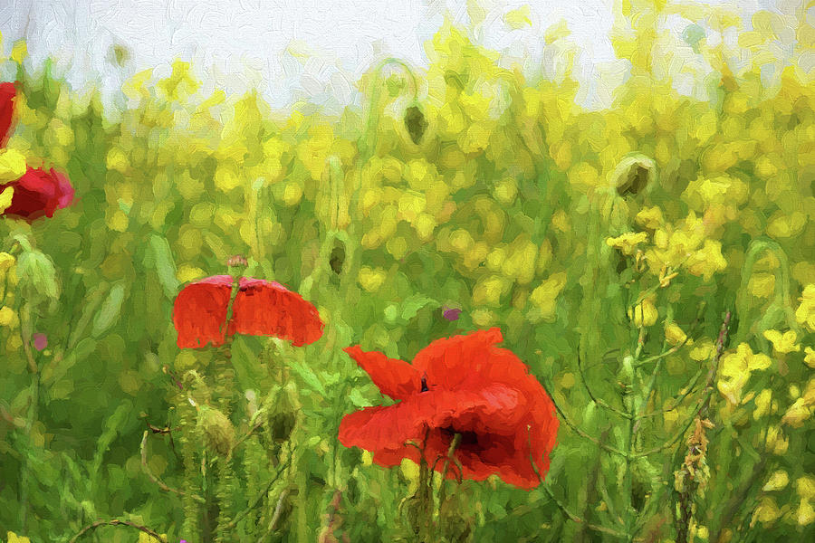 Poppy Photograph - Poppies in Rape by Ron Harpham