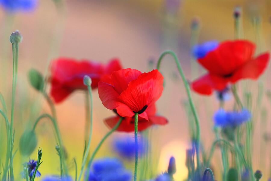 Poppies in spring  Photograph by Lynn Hopwood