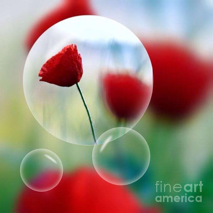 Poppies In The Bubble Digital Art