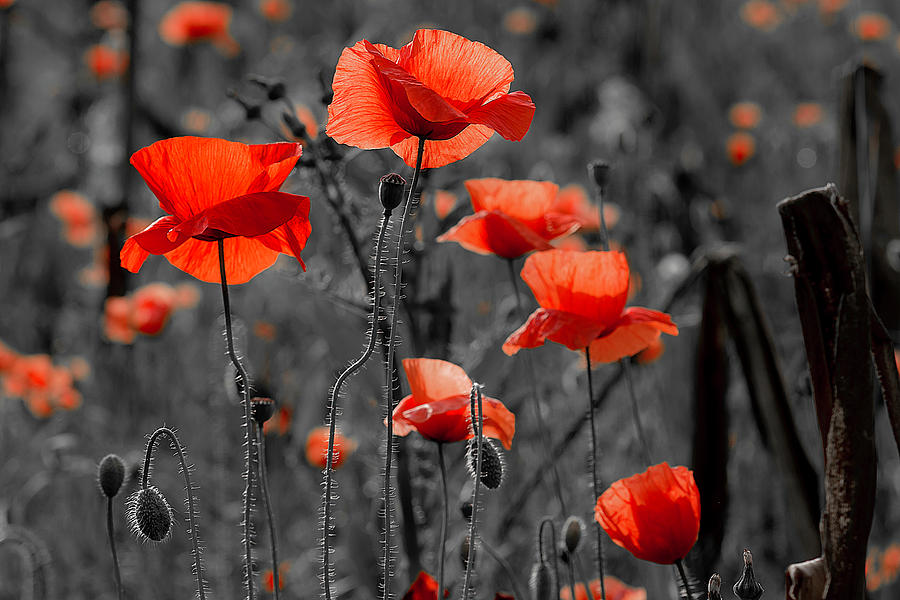 Poppies in the field in black and white Photograph by Wolfgang Stocker