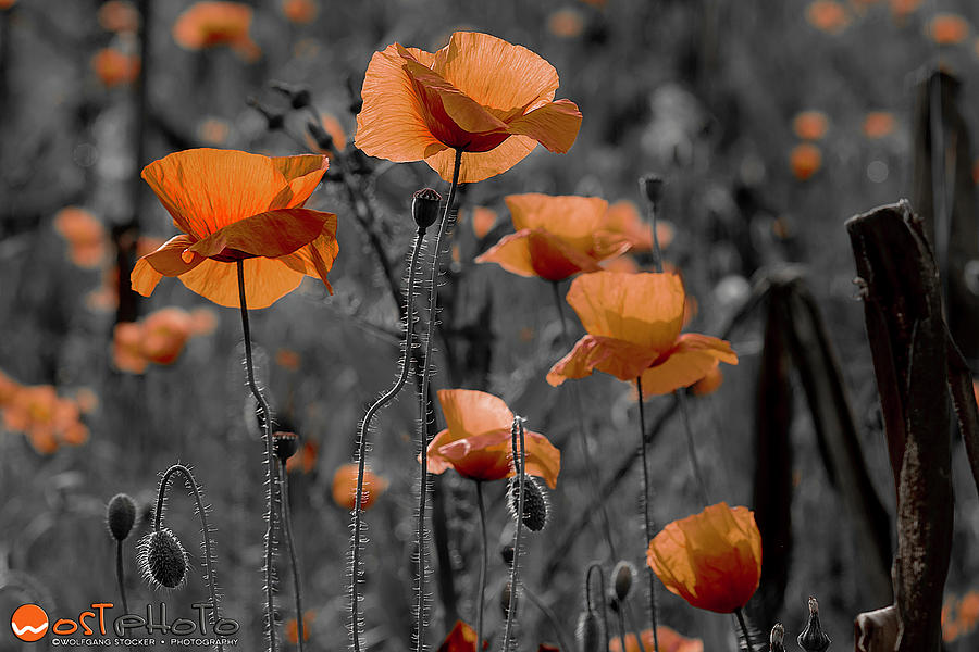 Poppies in the field in Orange Photograph by Wolfgang Stocker