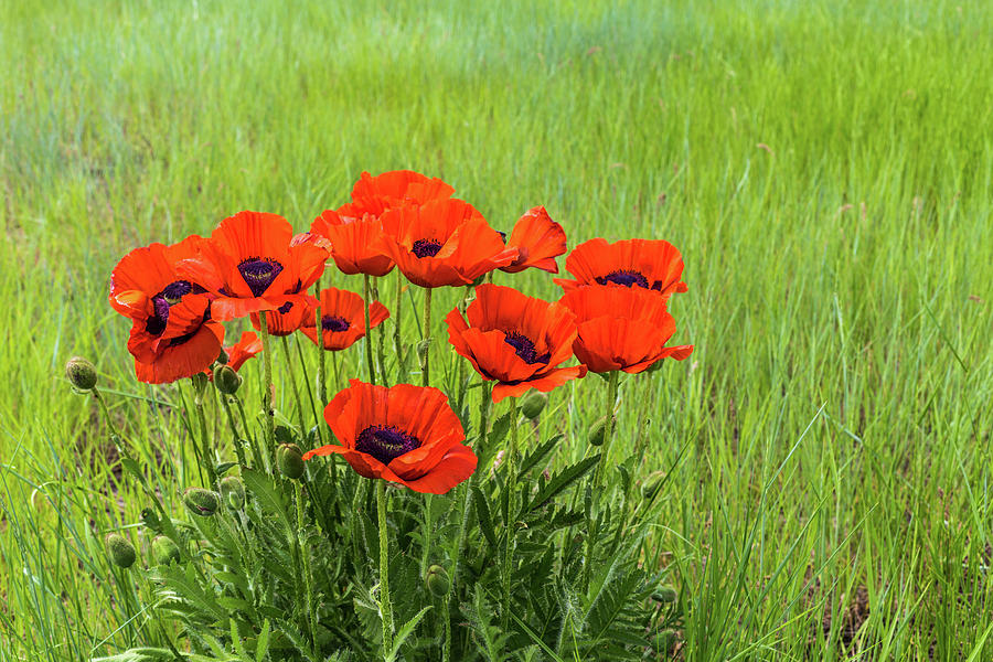 Poppies in the Field Photograph by Scott Law