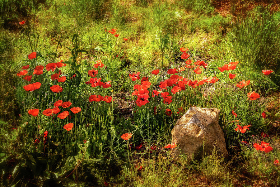 Poppies in the Meadow Photograph by Carolyn Derstine