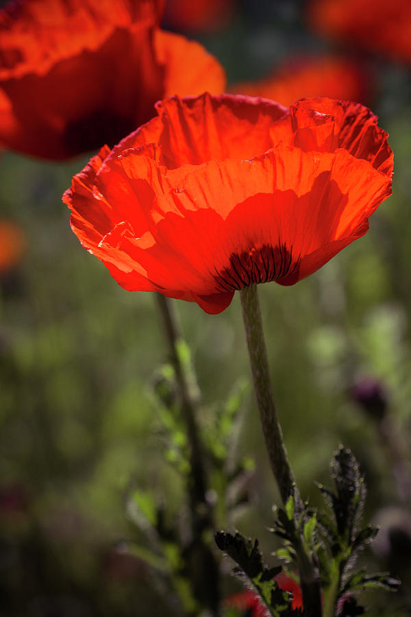 Poppies in the Morning Sun Photograph by Teri Virbickis