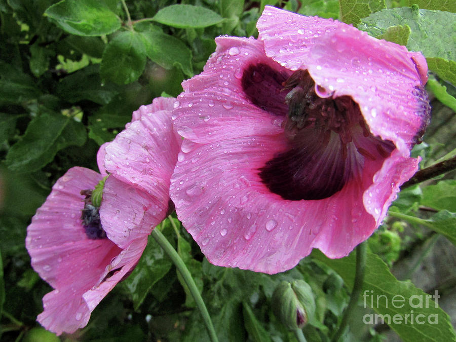 Poppies In The Rain Photograph by Kim Tran