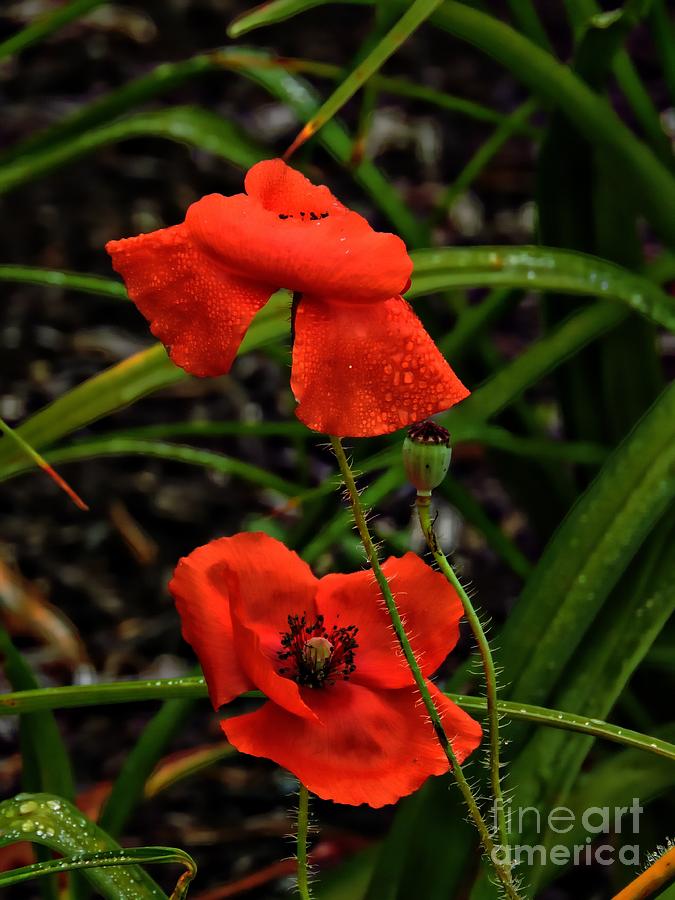 Poppies In The Rain Photograph by Marcia Lee Jones