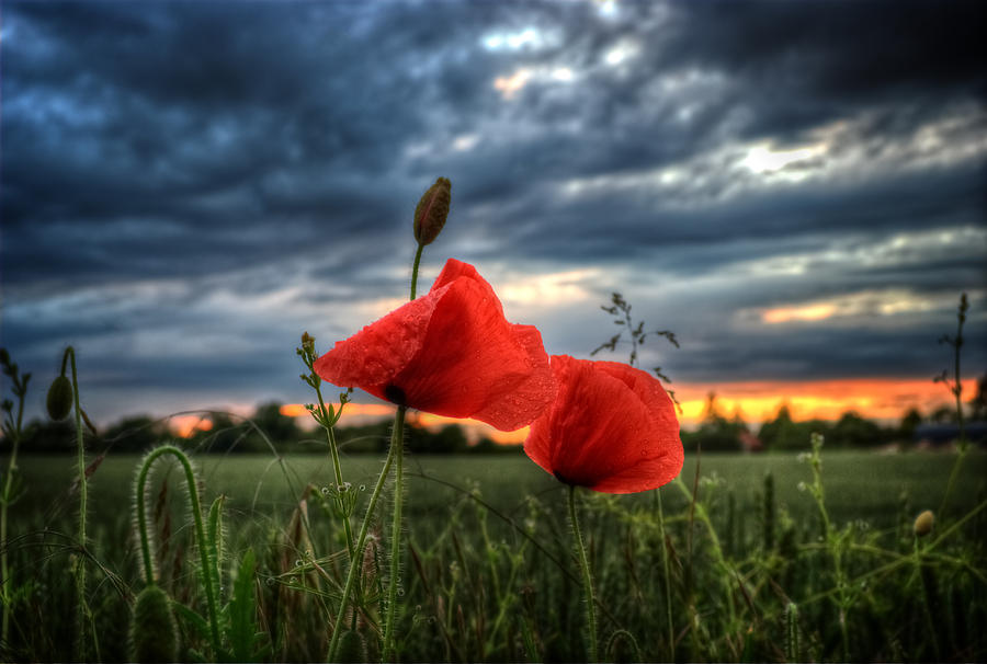 Poppies in the Rain Digital Art by Nigel Bangert - Pixels