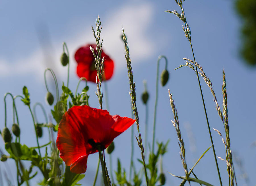 Poppies in the skies Photograph by Rainer Kersten