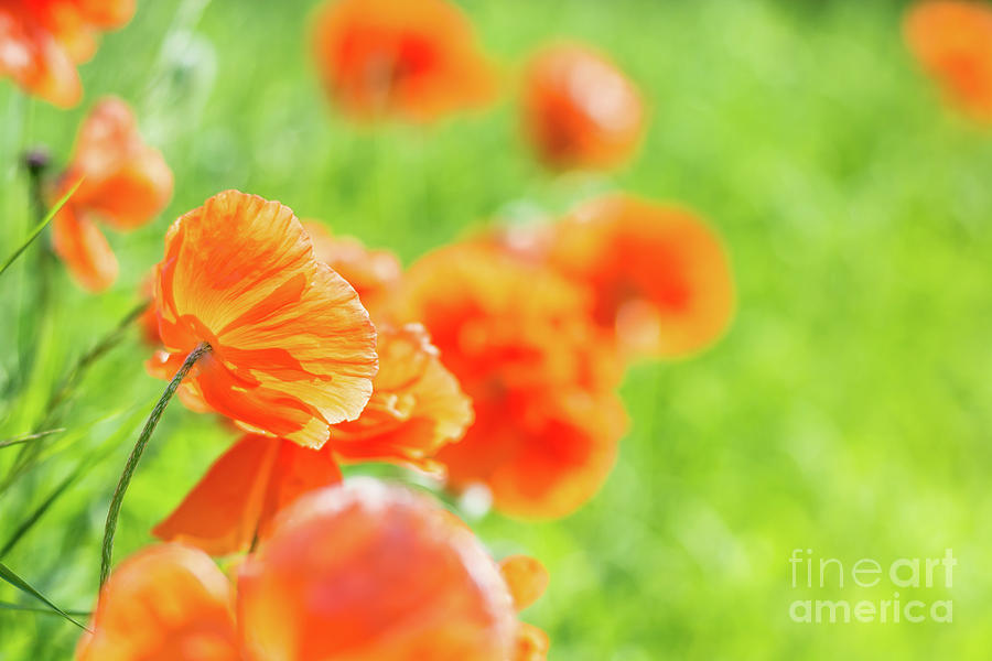 Poppies in the Sun Photograph by Cheryl Baxter