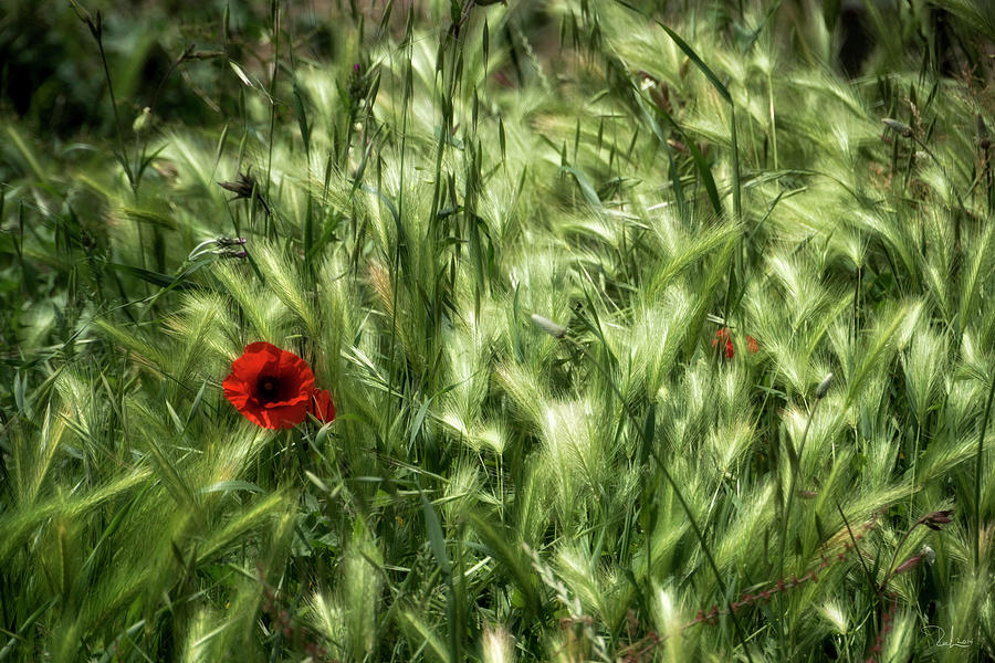 Poppies in wheat Photograph by Raffaella Lunelli