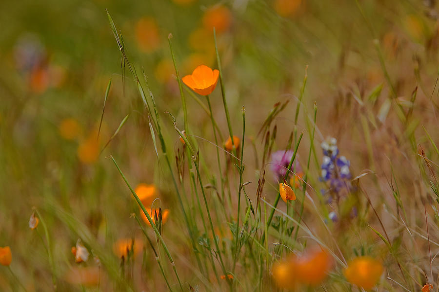 Poppies in Yosemite Photograph by Jim Dohms