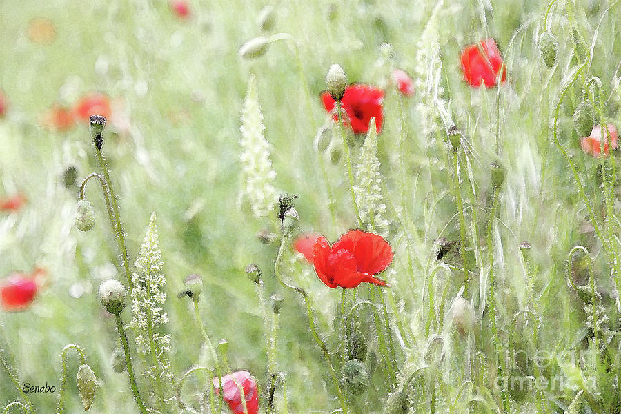 Poppies Photograph by Eena Bo