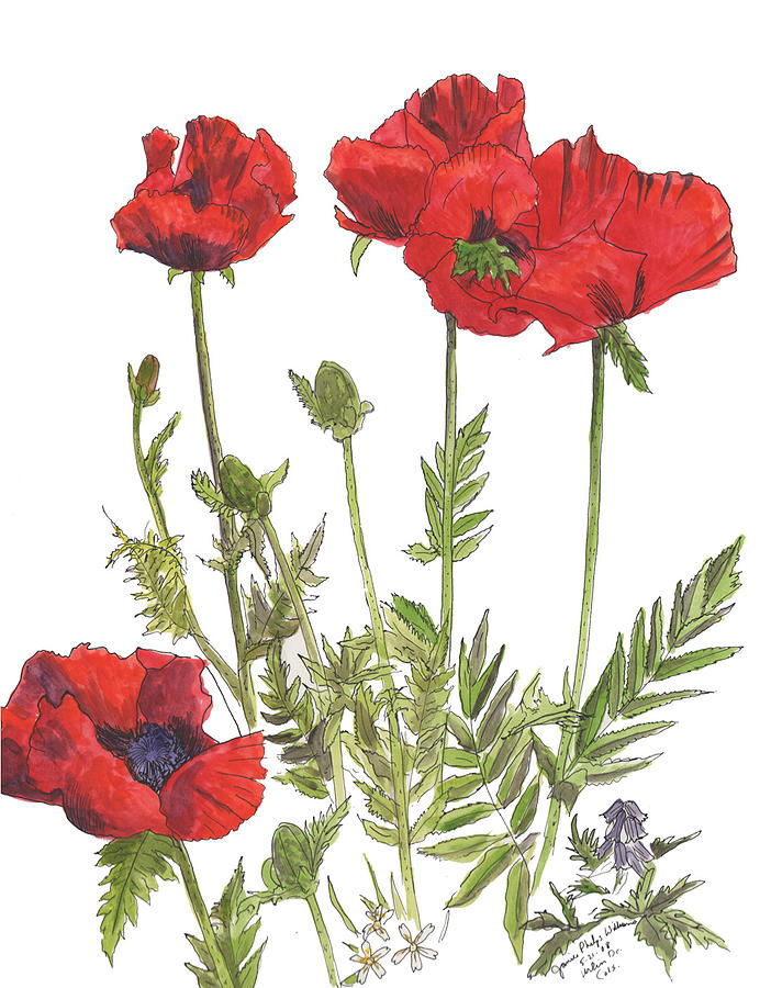 Poppies Painting by Janice Phelps Williams - Fine Art America