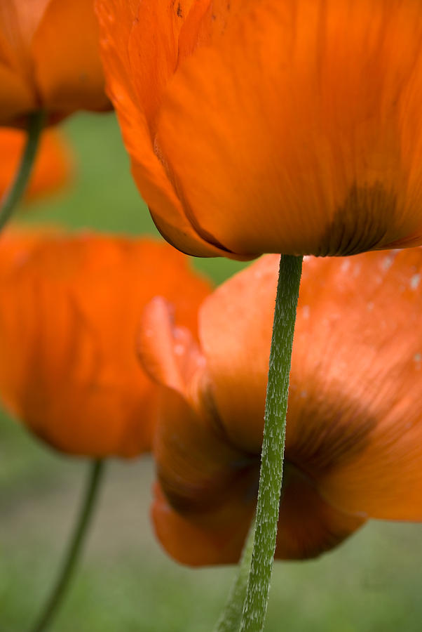 Orange Photograph - Poppies by Jessica Wakefield Orange Photograph - Poppies by Jessica Wakefield