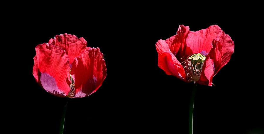 Poppies Photograph by John Topman