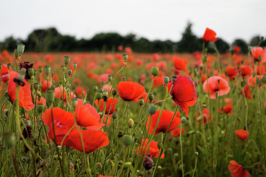 Poppies Photograph by Leah Palmer